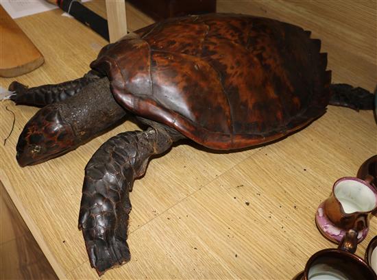 A taxidermic turtle